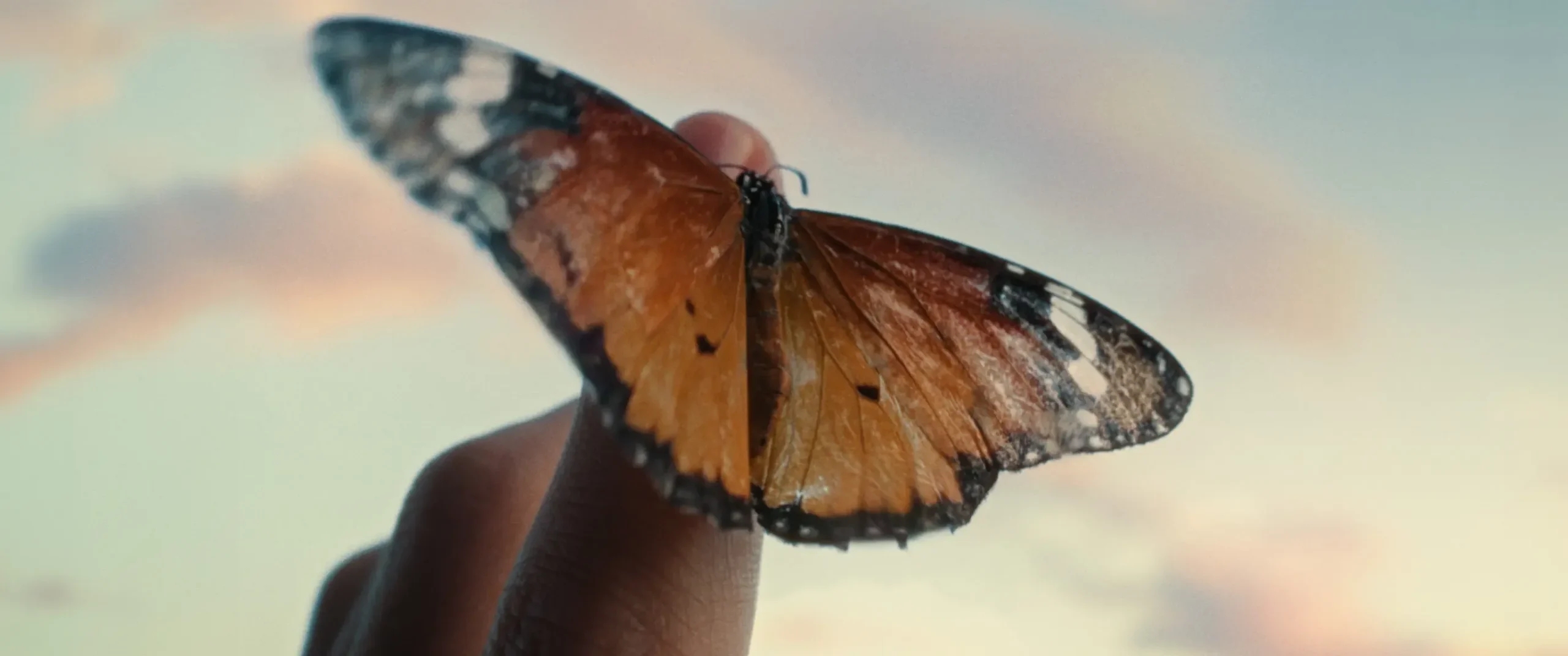 The Butterfly, Mostakbal City - developer photography